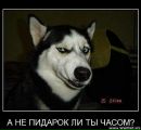 Діма Чорнобай фотография #44 (источник - https://vk.com/id28333196)