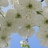 Дана Петріна фотография #24 (источник - https://vk.com/id167201289)
