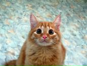 Фотография Агафонова Андрея