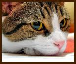 Фотография Горшенина Евгения