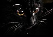 Фотография Гунченко Марины