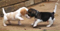 Вікуська Піка фотография #17 (источник - https://vk.com/id34610353)