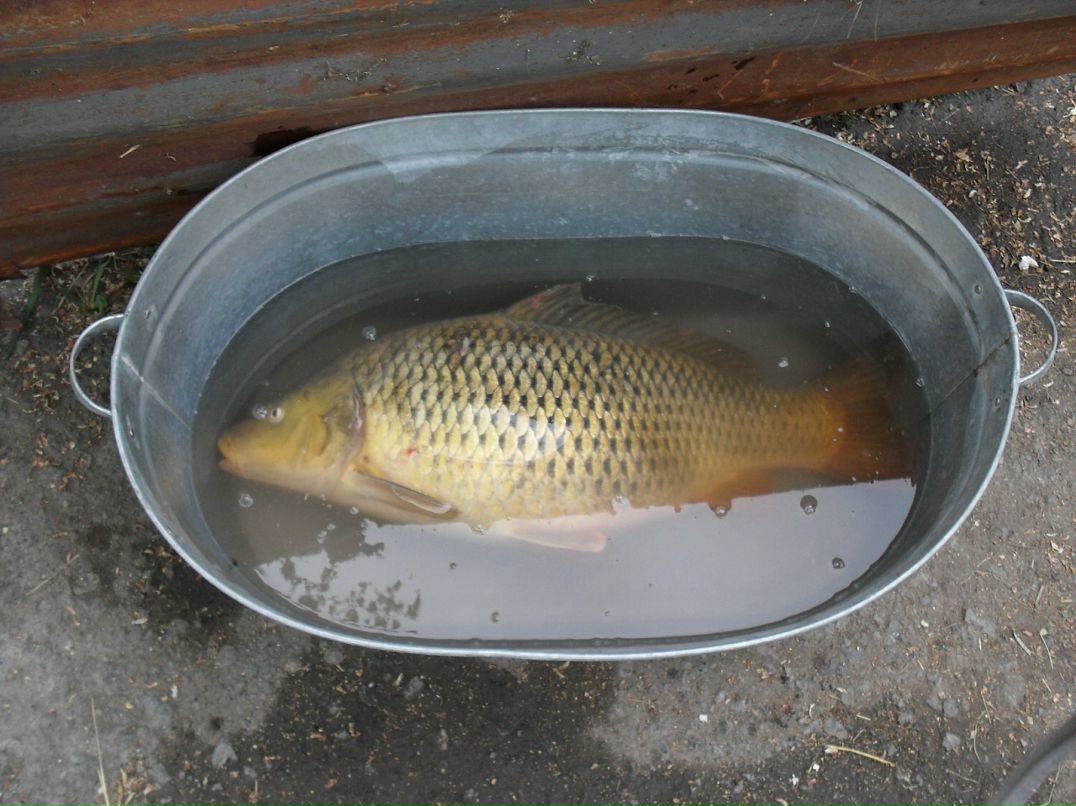 Сергей Бауэр фотография #31