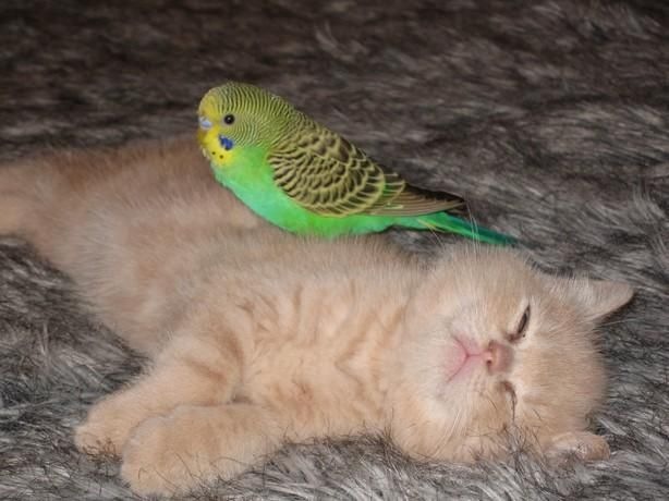 Санька Митков фотография #7