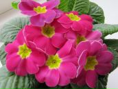 Інна Грогуленко фотография #46 (источник - https://vk.com/id85051781)