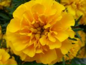 Фотография Тарасовой Олик