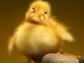 Фотография Смоленск Елены Торты