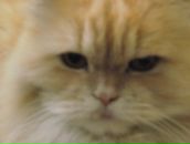 Светик Александрова фотография #20 (источник - https://vk.com/id890244)