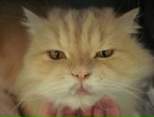 Светик Александрова фотография #24 (источник - https://vk.com/id890244)