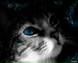 Фотография Казаринова Александра