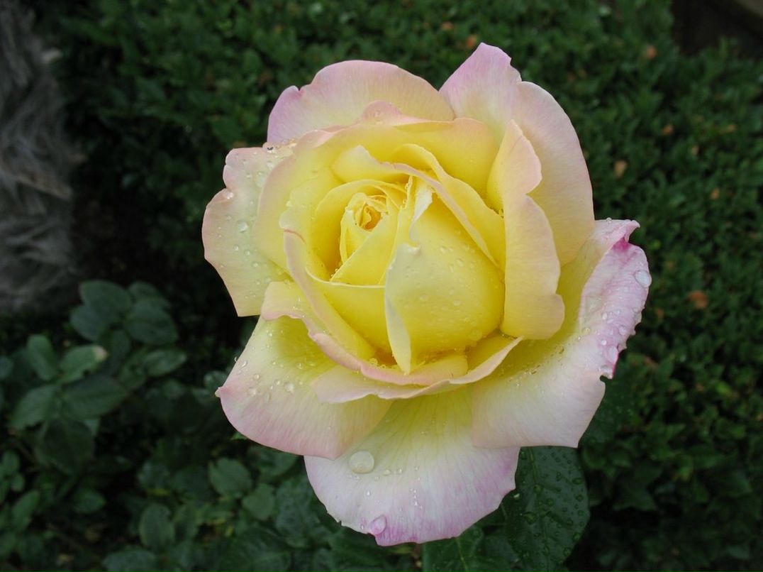 Dmitry Tolstenko фотография #32