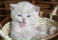 Вовік Халєєв фотография #39 (источник - https://vk.com/id35009331)