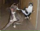 Котэ !!! фотография #20 (источник - https://vk.com/id145725628)