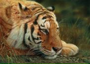 Фотография Маслова Михаила