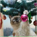 Фотография Лощёнкиной Анастасии