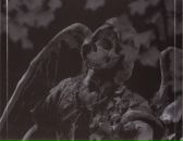 Фотография Бабаева Kamelot