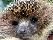 Фотография Квасков Алексей