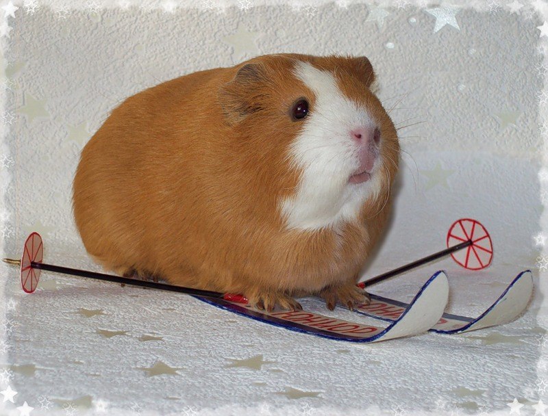 Софья Сырых фотография #9