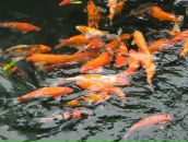 Фотография Т Светланы