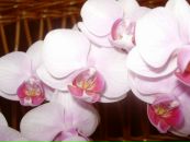 Наталія Ковач фотография #17 (источник - https://vk.com/id107345011)