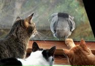 Фотография Романовского Бориса