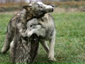 Фотография Ангел Ирины