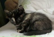 Фотография Zimatskaya Irina