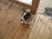 Виктор Андросов фотография #10 (источник - https://vk.com/id1914610)