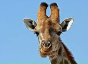 Юрій Гонтар фотография #5 (источник - https://vk.com/id21647517)