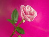 Фотография Ермилова Александра