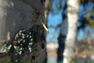 Фотография Лежеева Павла