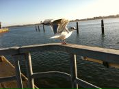 Stan Spiro фотография #23 (источник - https://vk.com/id1282218)