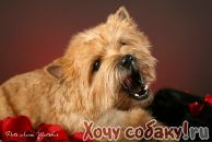 Фотография Бакштаевой Анастасии