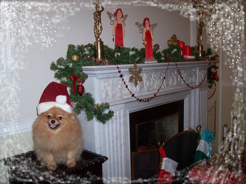 Симба Шпиц фотография #18