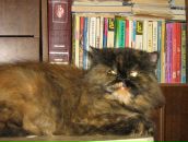 Фотография Румянцева Дмитрия