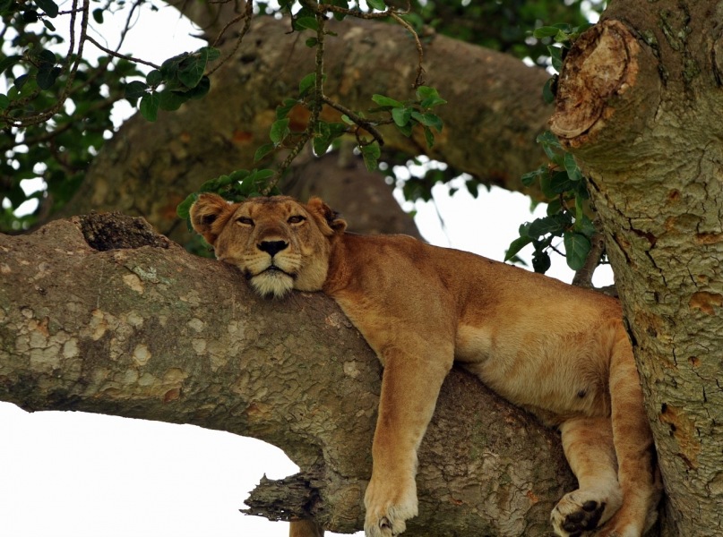 Kovaleva Kovaleva фотография #32