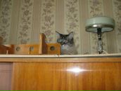 Александр Киреев фотография #6 (источник - https://vk.com/id4121643)