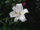 Фотография Гизатуллиной Лилечки