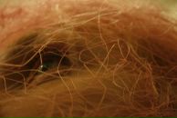 Фотография Гайдашенко Нади