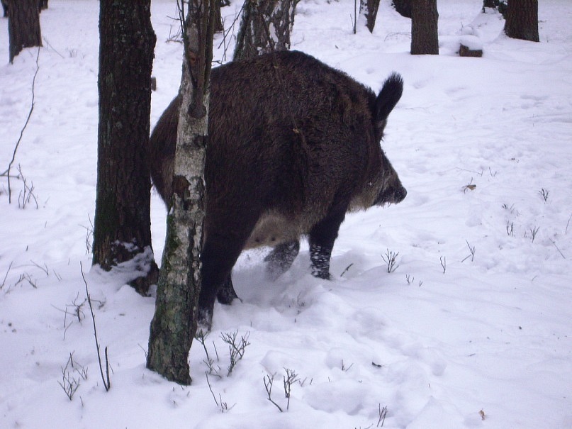 Виктор Шубан фотография #10