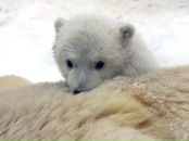 Фотография Виртинского Аксения