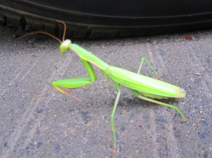 Ольга Гребенникова фотография #38