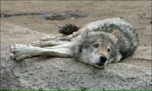 Фотография Ковалева Михаила