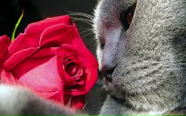 Фотография Лысенко Марины