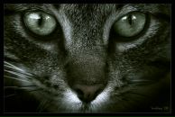 Фотография Пащенко Ирины