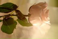 Фотография Ходжаян Яны