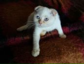 Фотография Кацнельбоген Эллы