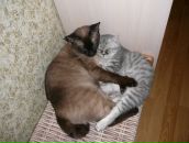 Фотография Александрова Александра