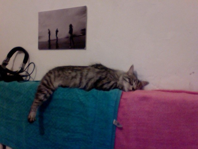 Сима Ли фотография #30