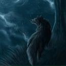 Фотография Серого Волка